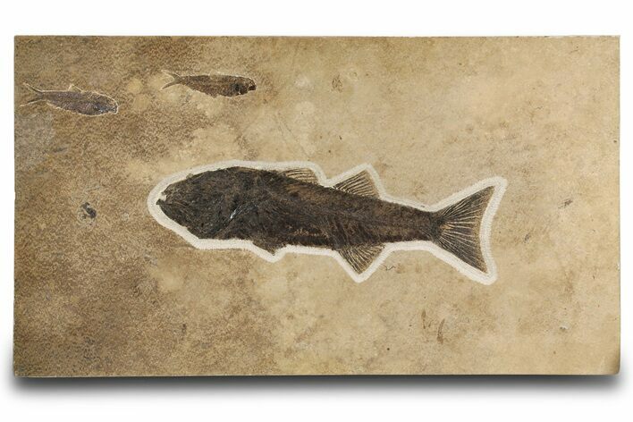 Multiple Fossil Fish (Mioplosus & Knightia) Plate - Wall Mount #299818